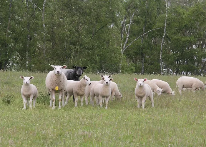 Bergheide דירה *